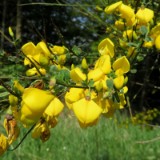 1805F 060 Trier-Aachen